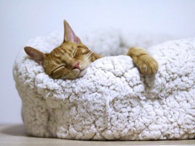 Blog 2 CatSleeping